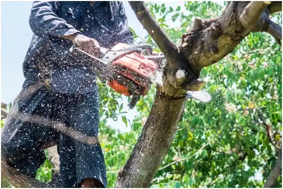 tree services Fránquez